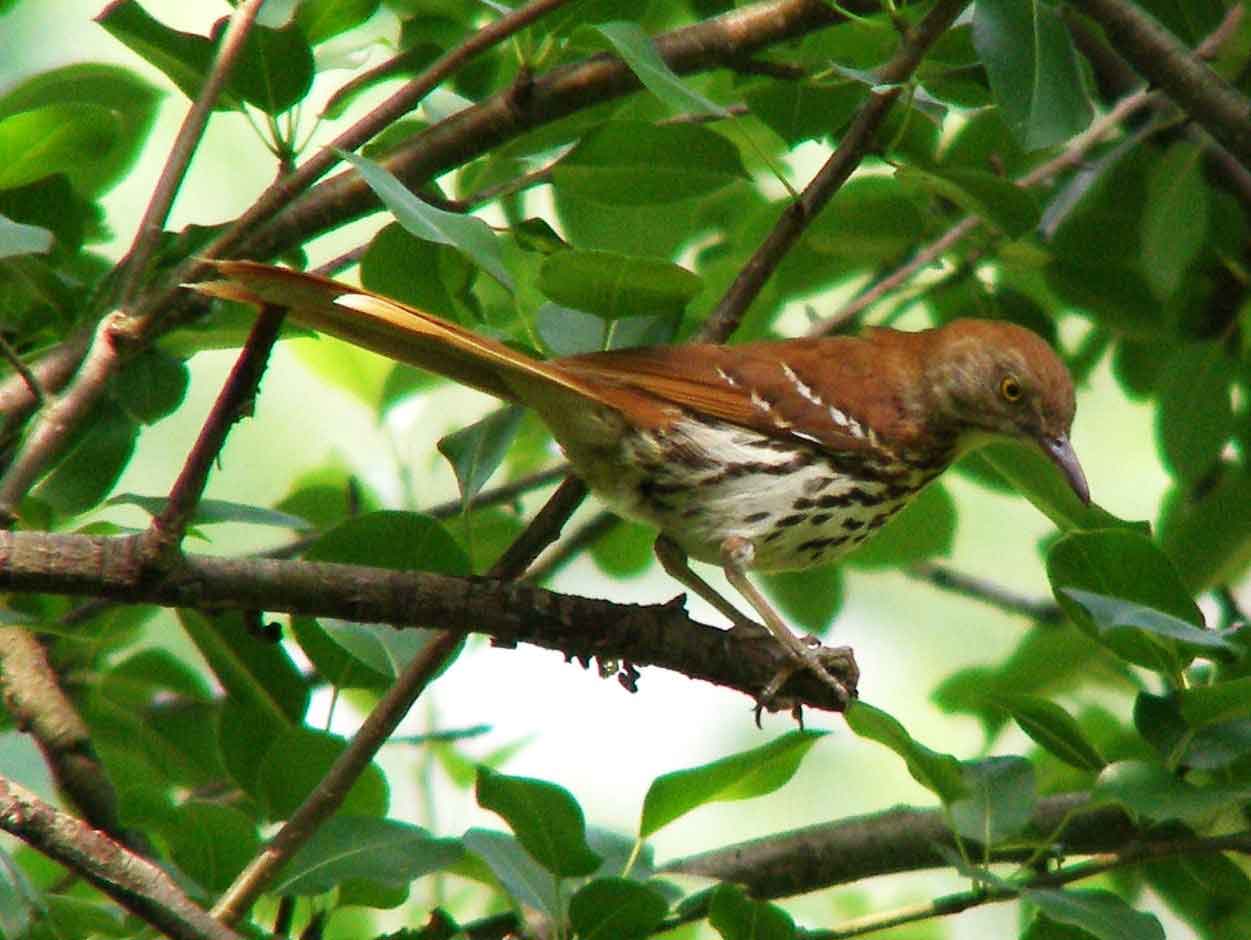 bird watching, C and O Canal, DC, Dick Maley, display, Fuji Digital Camera S9600, Hughes Hollow, Hunting Quarter Road, Marsh, Maryland, MD, Montgomery County, North America, photography, Poolesville, Potomac, Richard Maley, river, USA, Washington, Wetlands, Google Images, Brown Thrasher