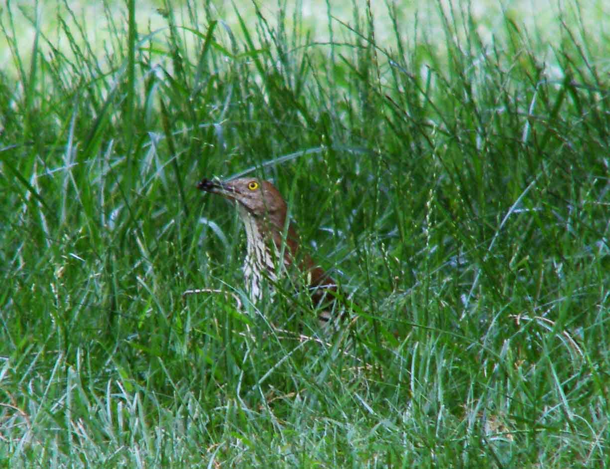 bird watching, C and O Canal, DC, Dick Maley, display, Fuji Digital Camera S9600, Hughes Hollow, Hunting Quarter Road, Marsh, Maryland, MD, Montgomery County, North America, photography, Poolesville, Potomac, Richard Maley, river, USA, Washington, Wetlands, Google Images, Brown Thrasher