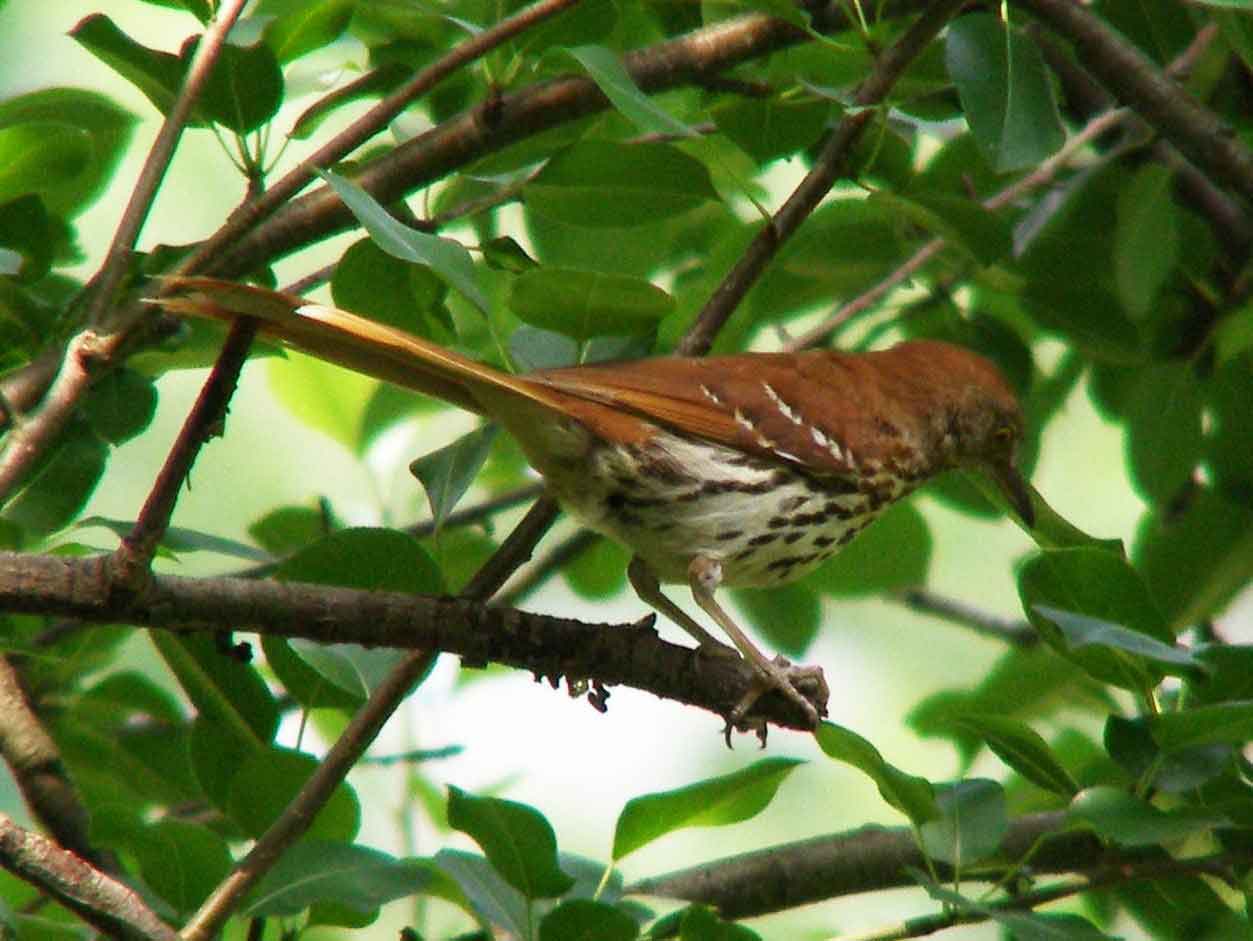 bird watching, C and O Canal, DC, Dick Maley, display, Fuji Digital Camera S9600, Hughes Hollow, Hunting Quarter Road, Marsh, Maryland, MD, Montgomery County, North America, photography, Poolesville, Potomac, Richard Maley, river, USA, Washington, Wetlands, Google Images, Brown Thrasher