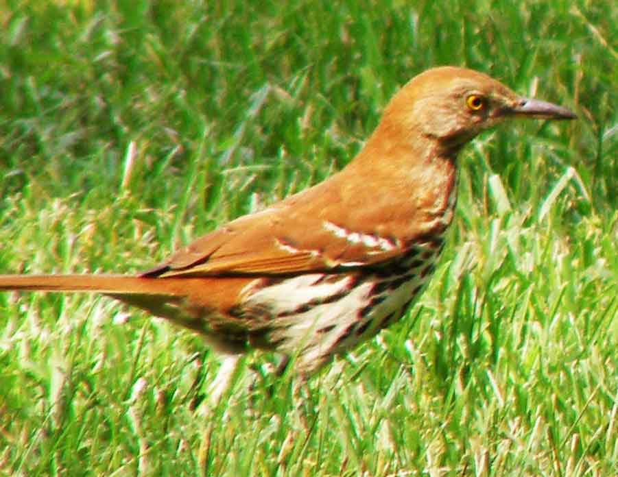 bird watching, C and O Canal, DC, Dick Maley, display, Fuji Digital Camera S9600, Hughes Hollow, Hunting Quarter Road, Marsh, Maryland, MD, Montgomery County, North America, photography, Poolesville, Potomac, Richard Maley, river, USA, Washington, Wetlands, Google Images, Brown Thrasher