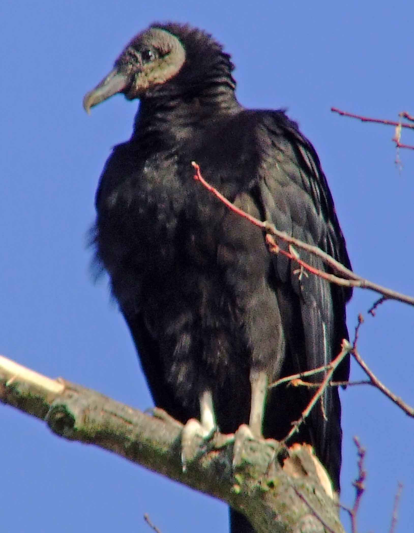 bird watching, C and O Canal, DC, Dick Maley, display, Fuji Digital Camera S9600, Hughes Hollow, Hunting Quarter Road, Marsh, Maryland, MD, Montgomery County, North America, photography, Poolesville, Potomac, Richard Maley, river, USA, Washington, Wetlands, Google Images, Black Vulture