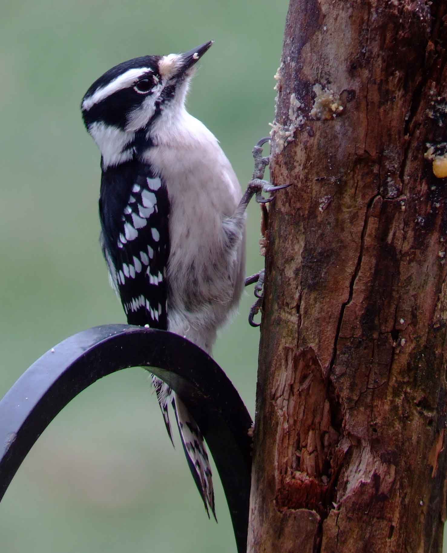 binoculars, bird watching, black beak, C&O Canal, camera, Class:Aves, DC, Dick Maley, digiscoping, display, Downy Woodpecker, Family:Picidae, female, focus, Fuji Digital Camera S9600, Genus:Picoides, Hughes Hollow, Hunting Quarter Road, in focus, Marsh, Maryland, MD, Montgomery County, North America, Order:Piciformes, photography, photoshop, Picoides pubescens, Poolesville, Potomac, Potomac Maryland, refractor, resolution, Richard Maley, river, sharp, smallest woodpecker in North America, Species:Picoides pubescens, telephoto, telescope, USA, Washington, Wetlands, white breast