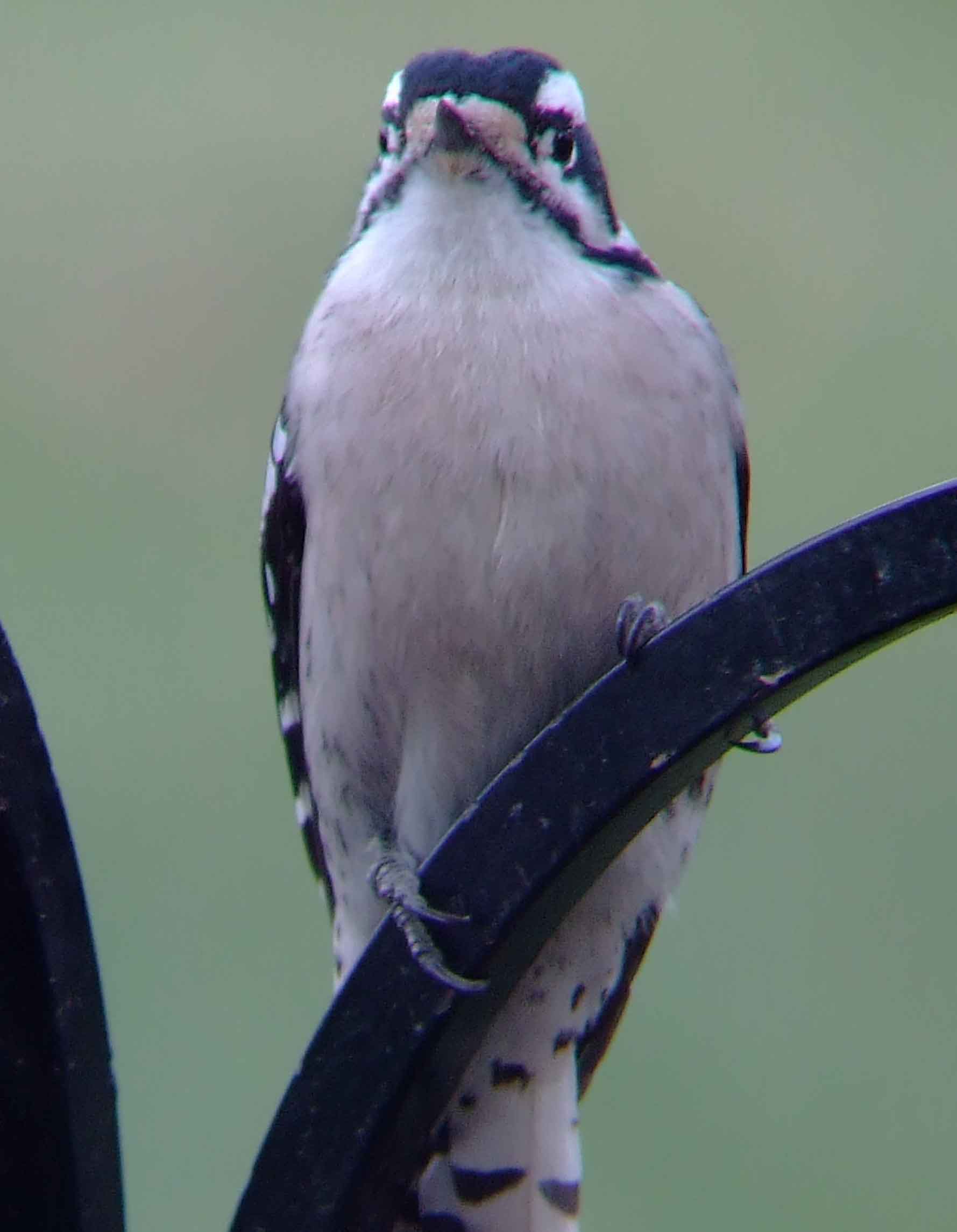 binoculars, bird watching, black beak, C&O Canal, camera, Class:Aves, DC, Dick Maley, digiscoping, display, Downy Woodpecker, Family:Picidae, female, focus, Fuji Digital Camera S9600, Genus:Picoides, Hughes Hollow, Hunting Quarter Road, in focus, Marsh, Maryland, MD, Montgomery County, North America, Order:Piciformes, photography, photoshop, Picoides pubescens, Poolesville, Potomac, Potomac Maryland, refractor, resolution, Richard Maley, river, sharp, smallest woodpecker in North America, Species:Picoides pubescens, telephoto, telescope, USA, Washington, Wetlands, white breast