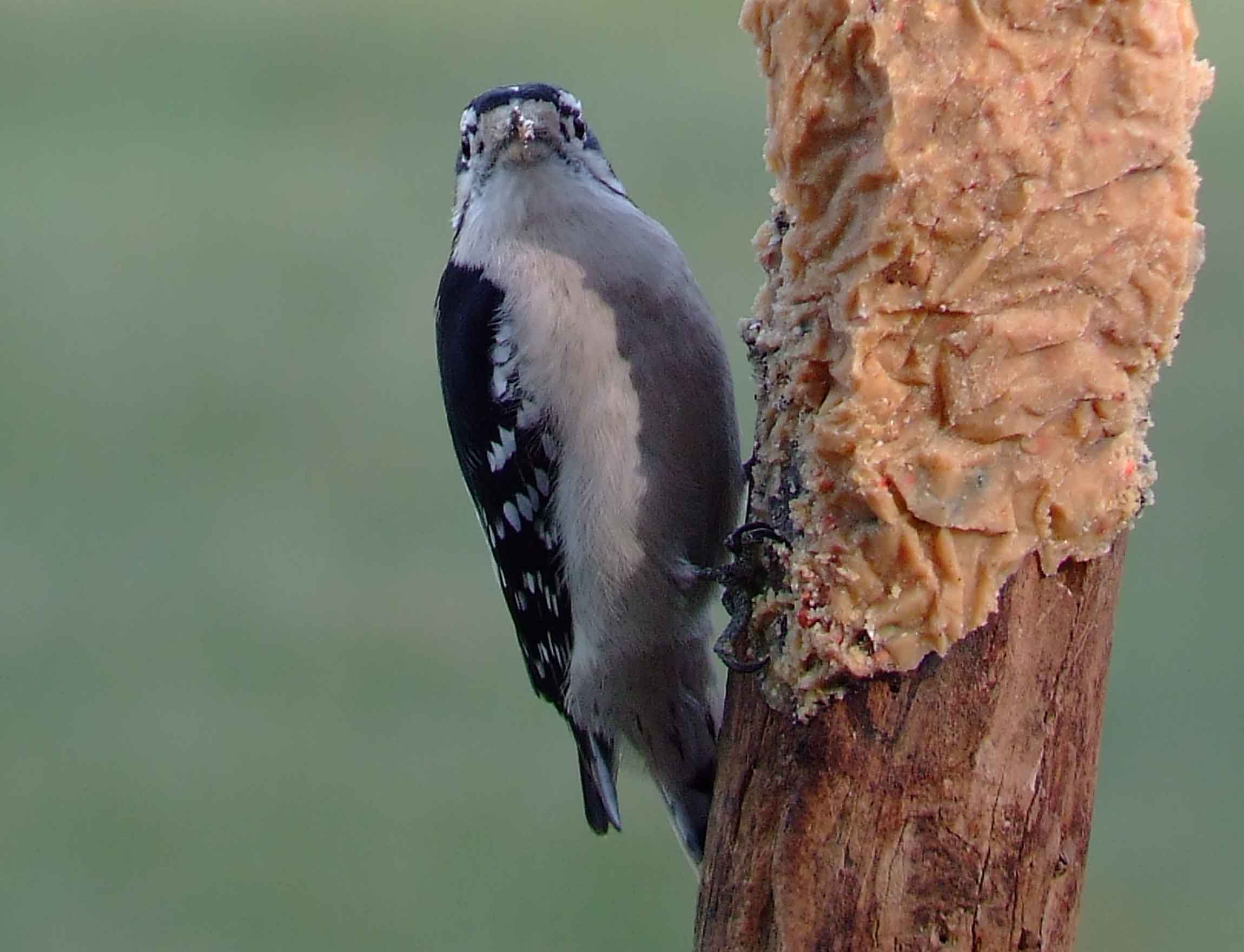 bird watching, C and O Canal, DC, Dick Maley, display, Fuji Digital Camera S9600, Hughes Hollow, Hunting Quarter Road, Marsh, Maryland, MD, Montgomery County, North America, photography, Poolesville, Potomac, Richard Maley, river, USA, Washington, Wetlands, Google Images, Downy Woodpecker, Male