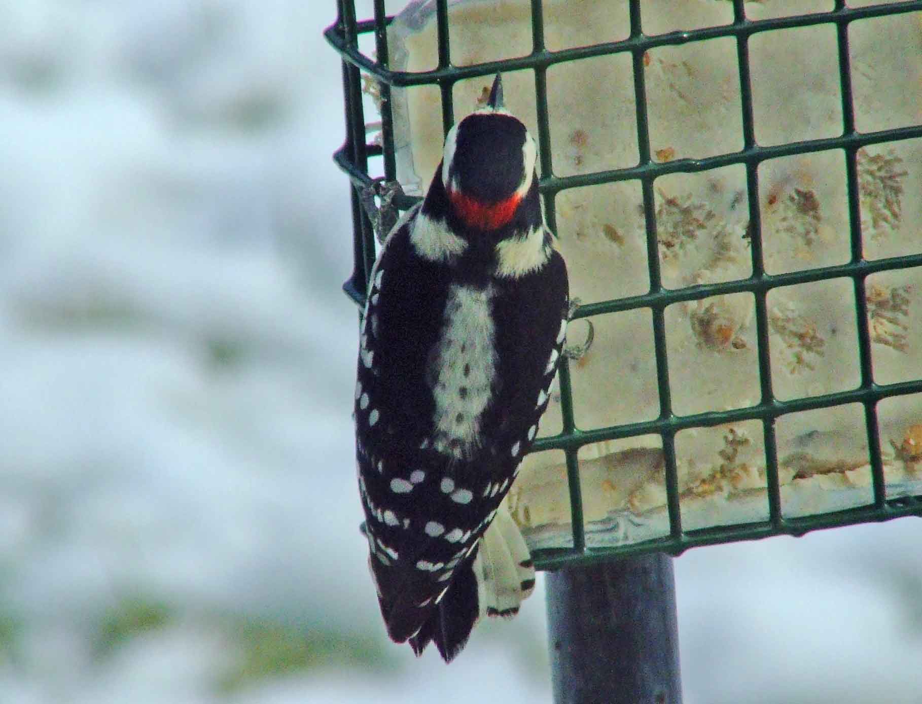 bird watching, C and O Canal, DC, Dick Maley, display, Fuji Digital Camera S9600, Hughes Hollow, Hunting Quarter Road, Marsh, Maryland, MD, Montgomery County, North America, photography, Poolesville, Potomac, Richard Maley, river, USA, Washington, Wetlands, Google Images, Downy Woodpecker, Male