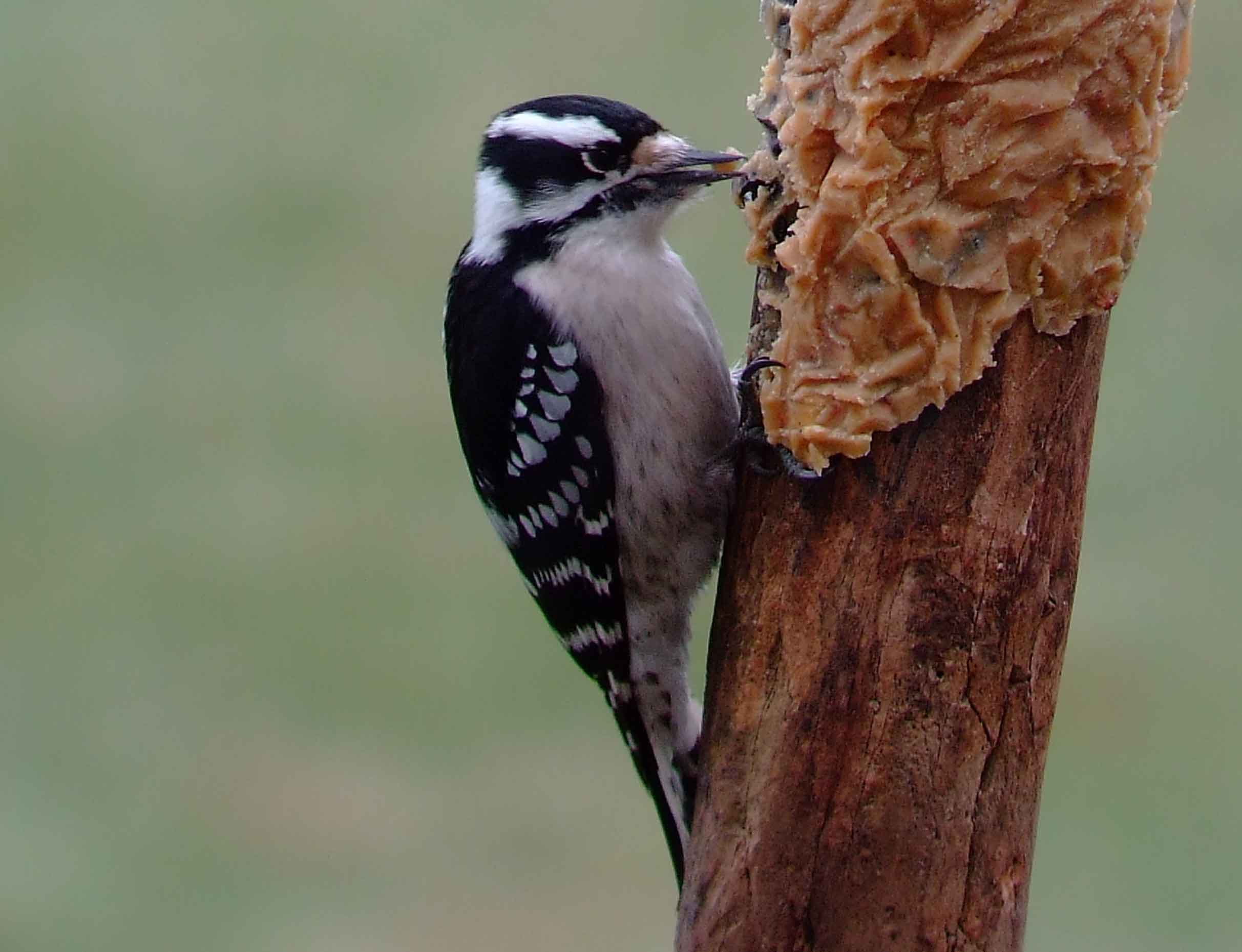 bird watching, C and O Canal, DC, Dick Maley, display, Fuji Digital Camera S9600, Hughes Hollow, Hunting Quarter Road, Marsh, Maryland, MD, Montgomery County, North America, photography, Poolesville, Potomac, Richard Maley, river, USA, Washington, Wetlands, Google Images, Downy Woodpecker, Male