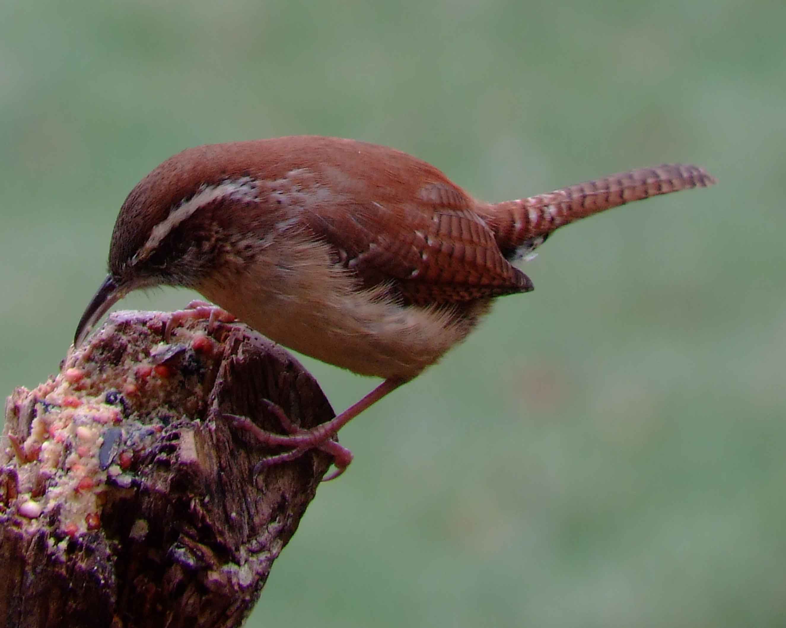 binoculars, bird watching, C&O Canal, camera, carolina wren, Class:Aves, DC, Dick Maley, digiscoping, display, Family:Troglodytidae, focus, Fuji Digital Camera S9600, Hughes Hollow, Hunting Quarter Road, in focus, Marsh, Maryland, mating, MD, Montgomery County, North America, Order:Passeriformes, photography, photoshop, Poolesville, Potomac, Potomac Maryland, refractor, resolution, Richard Maley, ritual, river, sharp, state bird of South Carolina, telephoto, telescope, Thryothorus ludovicianus, USA, Washington, Wetlands